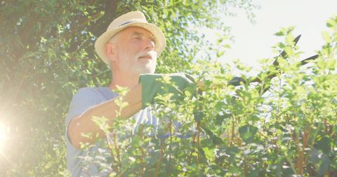 Senior Man Enjoying Gardening on Sunny Day