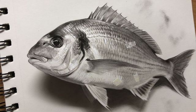 Realistic pencil sketch of bream on spiral sketchbook with detailed scales and highlights
