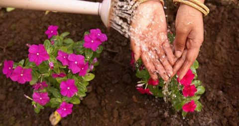 Woman watering colorful flowers with hands outdoors