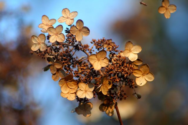 Dried hydrangea flowers with golden petals lit by sunlight, set against a clear blue sky. Perfect for nature-themed art, autumn season projects, floral presentations, or as a background for seasonal designs.
