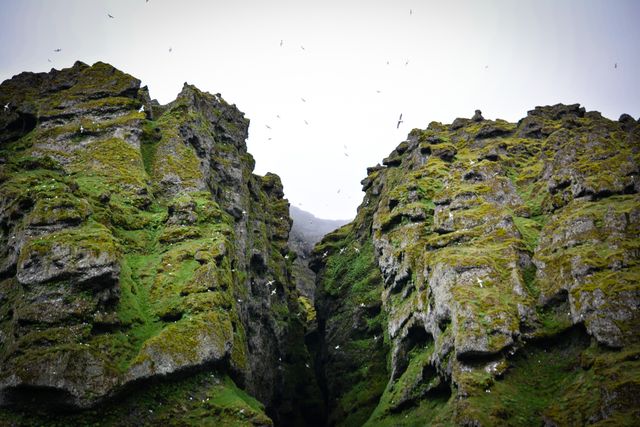 A dramatic view of a rocky mountain cliff covered in green moss with birds flying overhead against an overcast sky. This scenic landscape captures the rugged and wild beauty of natural formations, ideal for use in travel brochures, environmental campaigns, and outdoor adventure promotions.