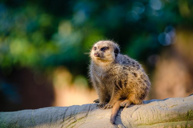 Meerkat sitting attentively on a rocky perch, looking into the distance with a focused expression. Ideal for nature magazines, wildlife educational materials, animal documentaries, and zoo advertisements.