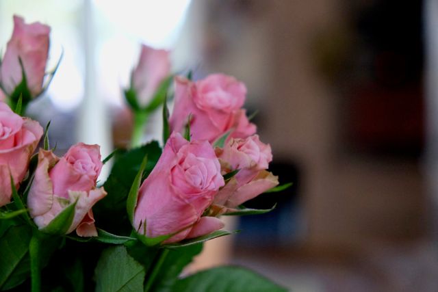 This image shows a close-up view of pink roses with green leaves, captured in soft focus. Ideal for use in romantic designs, floral arrangements, garden-related content, and nature-themed advertisements.