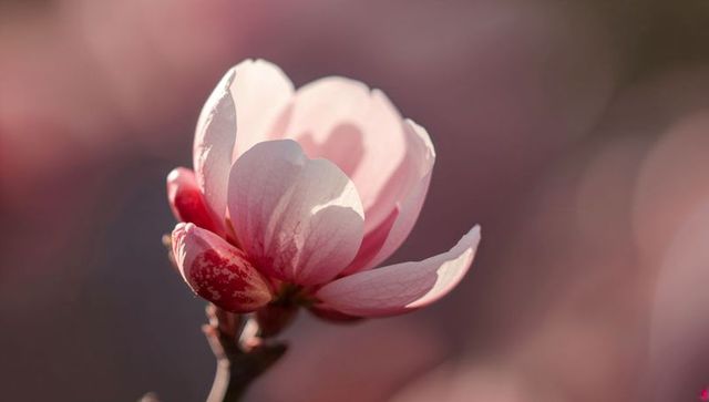 Backlit Pale Pink Magnolia Blossom Glowing on Branch During Golden Hour Macro Bloom