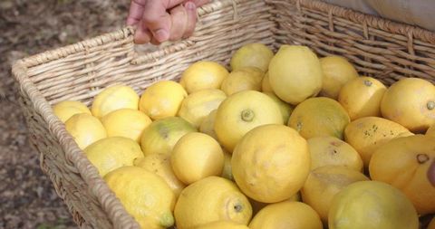 Hands holding wicker basket filled with freshly harvested organic lemons in sunlit orchard