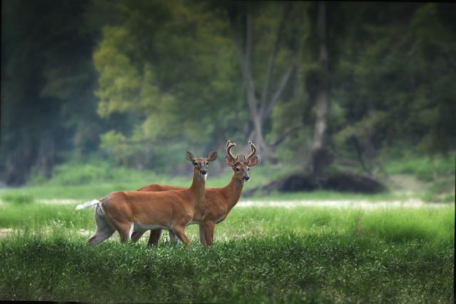 Pair of White-tailed Deer Grazing in Lush Green Meadow - Download Free Stock Photos Pikwizard.com