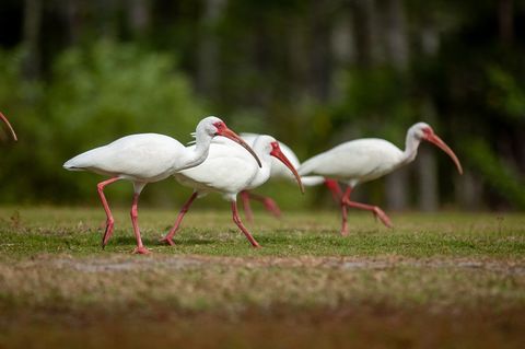 White ibis flock walking across grassy field with curved orange beaks and pink legs