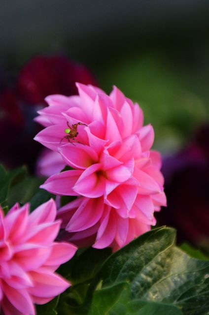Shows a close-up of a pink dahlia flower with delicate petals and a small insect on one of the petals. Ideal for use in gardening blogs, floral arrangements, nature articles, and botanical studies.