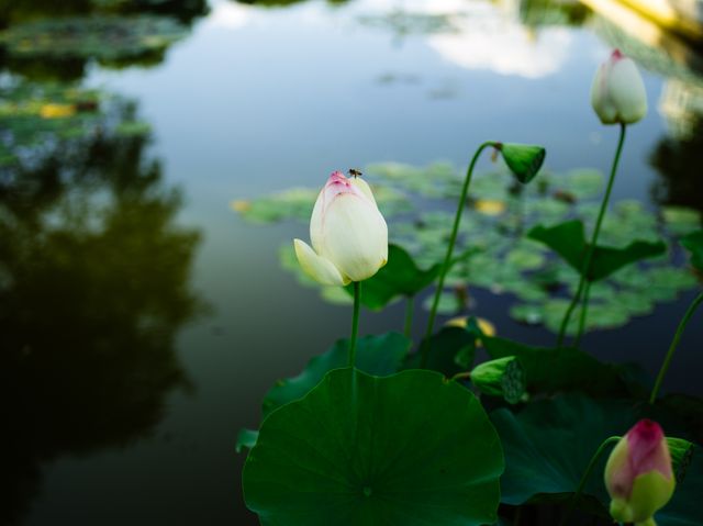Water lily flowers in soft bloom on a peaceful pond with green leaves floating. Ideal for nature, tranquility, and serenity concepts in print or digital media. Perfect for gardening or botanical themes, meditation and relaxation products.