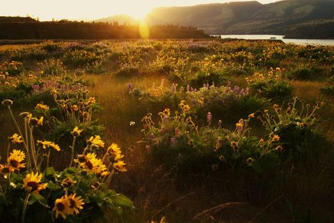 Idyllic Sunset Over Wildflower Meadow by River