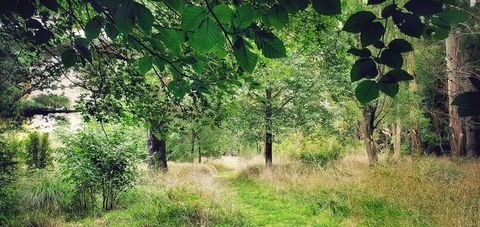 Serene woodland path with lush greenery