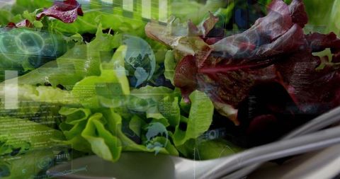 Fresh green and red leaf lettuce featuring digital hud overlay for smart farming visuals