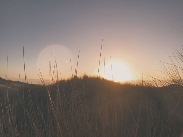 This image captures a serene and tranquil moment of the sun setting over the ocean, with tall grass silhouetted in the foreground. Ideal for use in travel advertising, nature articles, tranquil backgrounds, and coastal tourism promotions.