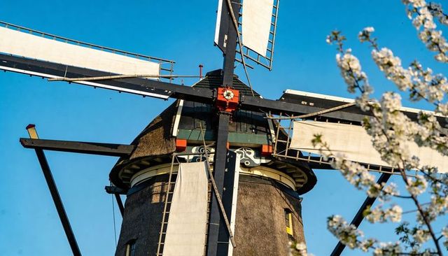 Close-up traditional dutch windmill with white sails and thatched roof amid spring blossoms