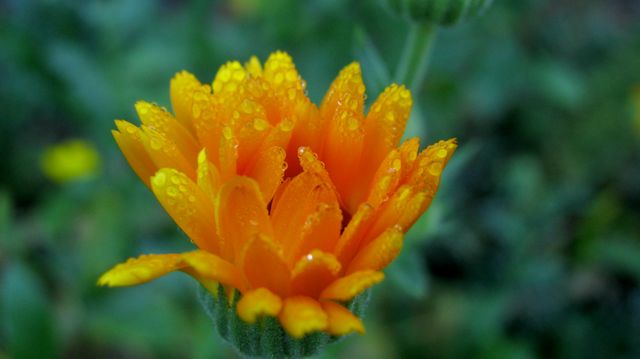 Ideal for nature enthusiasts or floral design projects, showcasing the beauty of a vibrant orange flower with delicate morning dew drops. Perfect for gardening blogs, seasonal greeting cards, or wellness-related brochures due to its fresh and calming aesthetic.