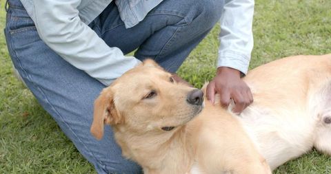 Indian woman kneeling and petting golden retriever in grassy backyard, affectionate bond