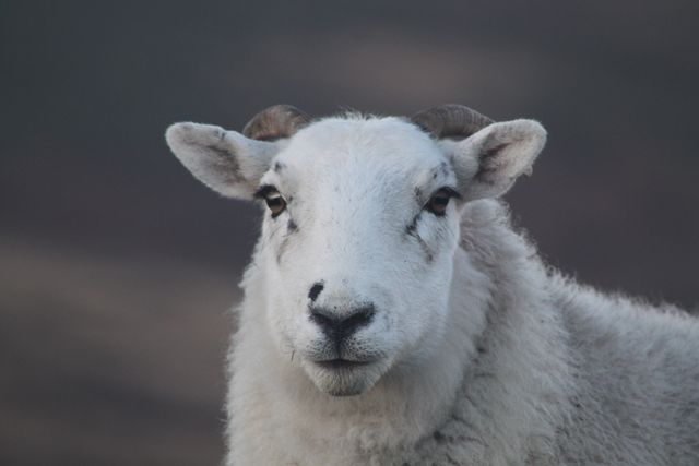 Close-Up of White Sheep with Short Horns Outdoors - Download Free Stock Photos Pikwizard.com