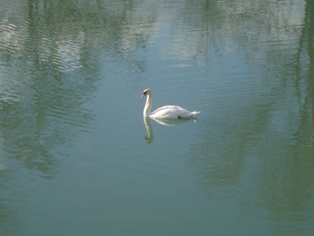 Graceful swan swimming in calm lake water reflecting its surroundings, representing tranquility and peace. Ideal for use in nature-themed projects, promoting relaxation, wallpapers, and educational materials.