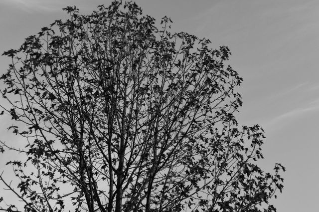 Silhouette of a leafless tree against a clear sky in black and white. The intricate branches spread out, creating a striking contrast against the sky. Ideal for artistic projects, nature prints, backgrounds, and wall art focusing on simplicity and natural beauty.