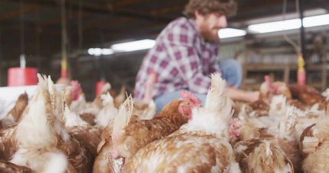 Farmworker inspecting laying hens in crowded barn with hanging red feeders