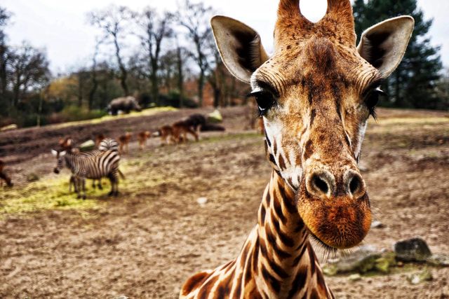 Giraffe standing close to the camera, with zebras and other animals visible in the background in a zoo enclosure. Useful for illustrating wildlife conservation in a zoo setting, educational content about savanna animals, or promoting zoos and safari experiences.