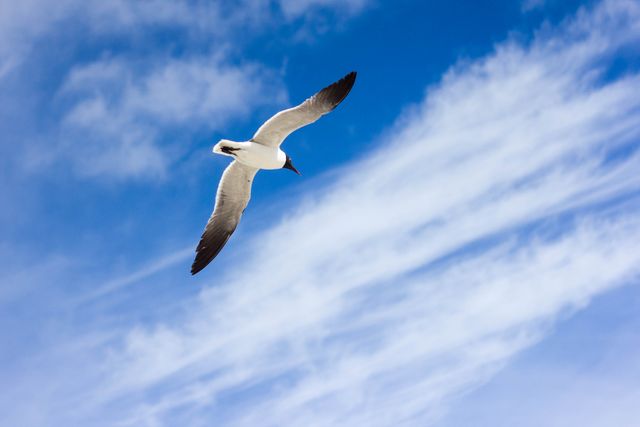 Seagull soaring high in the sky with wings spread wide against a backdrop of blue sky and wispy clouds. Ideal for nature-related content, outdoor-themed designs, and emphasizing freedom and open spaces in advertisements and editorials.