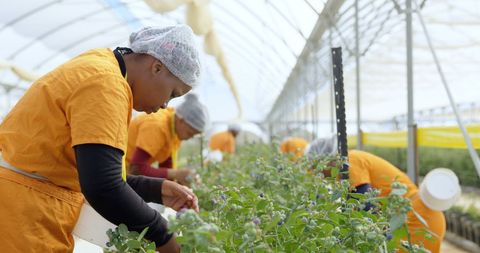 Female Farm Workers Harvesting Blueberries in Greenhouse