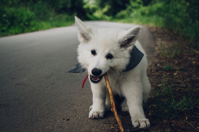 White puppy chews a stick on countryside path surrounded by nature and greenery. Useful for themes related to pets, animals, playful moments, outdoor exploration, nature, and countryside. Ideal for websites, blogs, social media posts about pet care, animal behavior, or nature outings.