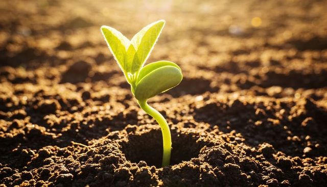 Sunlit Seedling Emerging from Soil at Sunrise, New Growth and Hope