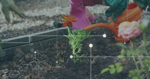 Kneeling child watering marigold in backyard garden wearing gloves and pink boots