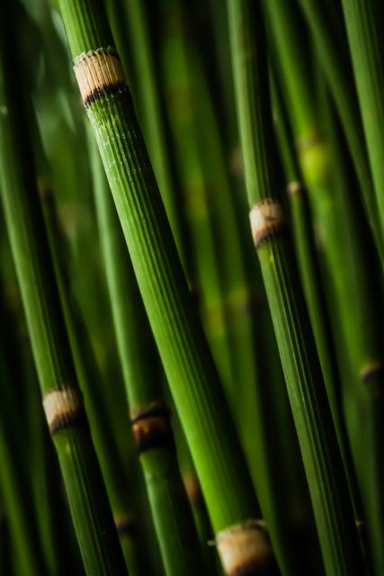 Image shows a close-up of green bamboo stalks, emphasizing the natural details and texture. This is ideal for projects related to nature, environmental themes, botanical studies, or backgrounds for eco-friendly branding.