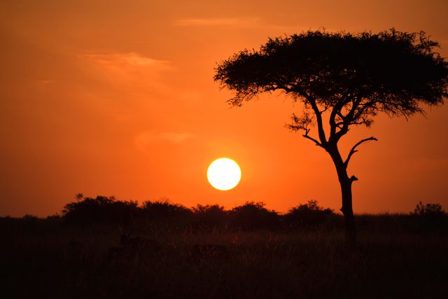 This image showcases a stunning African sunset with an orange sky and the silhouette of a tree. Ideal for travel advertisements, nature magazines, and websites focused on African landscapes and wildlife. Can also be used for backgrounds or as an inspiring image promoting serenity and natural beauty.