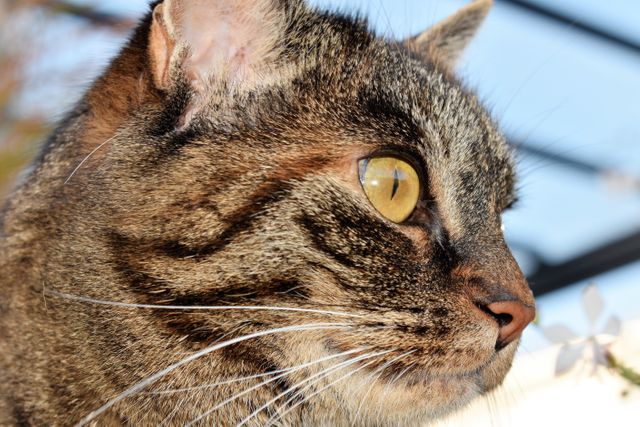 Close-up of a brown tabby cat with striking yellow eyes and prominent whiskers, captured outdoors in natural sunlight. Can be used for promotional materials related to pet care, animal behavior studies, or as a representation of pets in various publications. Ideal for pet supply advertisements, veterinary services, or animal shelter campaigns.
