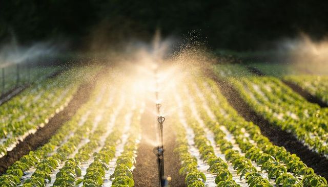 Backlit sprinkler mist irrigating sunlit lettuce rows at golden hour on sustainable farm