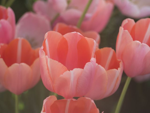 Beautiful close-up of blooming pink tulips in a garden. Ideal for use in spring-themed promotions, gardening blogs, floral arrangements catalogs, or nature websites. The image's vibrant and soothing colors make it perfect for greeting card designs, desktop wallpapers, and home decor visuals.