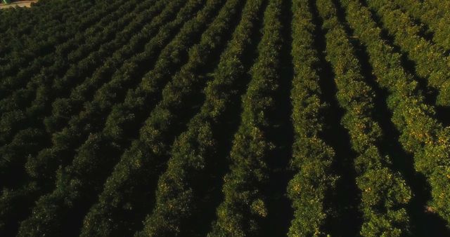 Aerial View of Lush Green Orchard with Rows of Trees - Download Free Stock Images Pikwizard.com