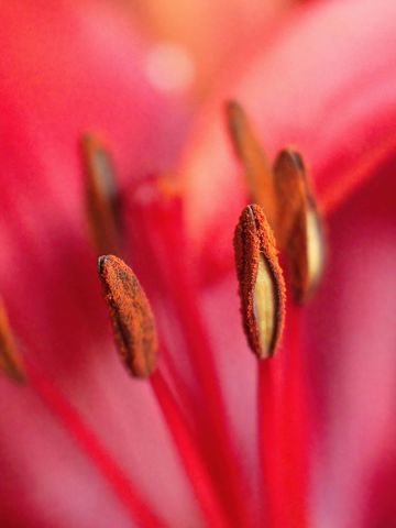 Intimate macro view of red lily stamens dusted with pollen and soft bokeh floral background