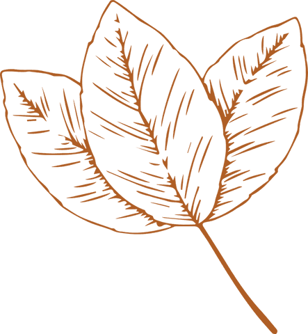 Elegant botanical illustration three leaves transparent background