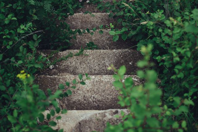 Reveal a secluded nature trail with rustic stone steps leading through lush greenery. Perfect for use in travel blogs, outdoor adventure promotions, or nature conservation campaigns.
