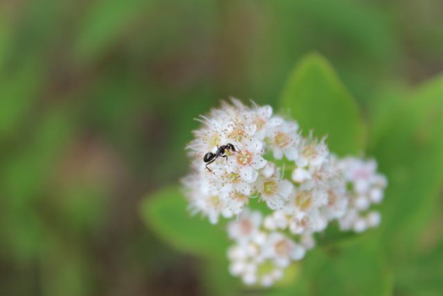 Ant exploring white flower cluster on green background - Download Free Stock Photos Pikwizard.com