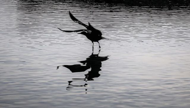 Silhouette wading bird lifting wings over rippling water with dramatic reflection