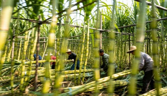 Harvesting sugarcane workers loading bundled cane under pole trellis in sunlit plantation