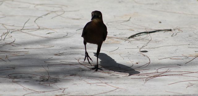 Solitary blackbird walking on concrete surface with shadow - Download Free Stock Photos Pikwizard.com