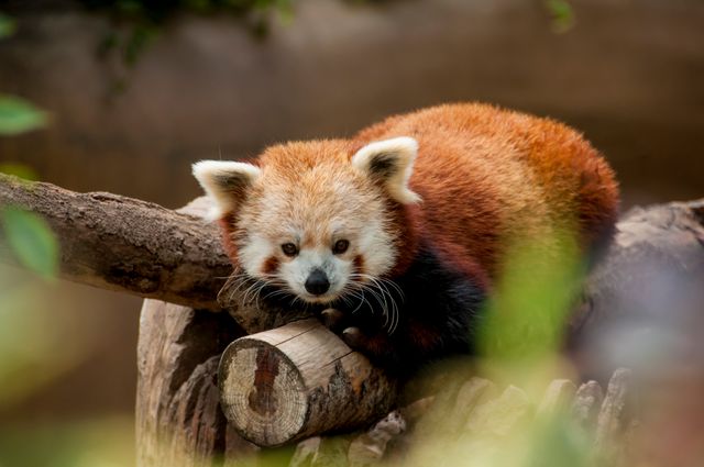 Red panda resting on a tree branch, showcasing its vibrant fur and calm demeanor. Ideal for nature-related content, wildlife conservation topics, and educational materials about animals.