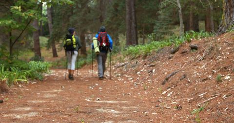 Couple Hiking Through Scenic Forest Trail