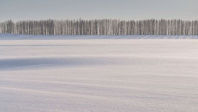 Minimal snow field stretching toward distant bare tree line with soft wind ripples