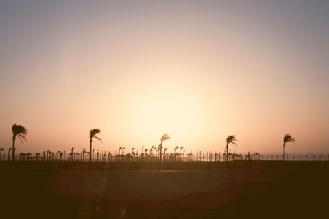 Silhouette of Palm Trees at Sunset in Desert