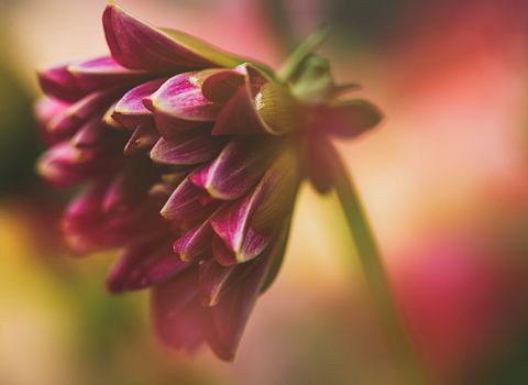 Pink dahlia bud bending downward, showing layered petals and soft bokeh background