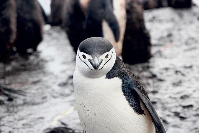 Chinstrap Penguin in Antarctic Habitat - Download Free Stock Photos Pikwizard.com