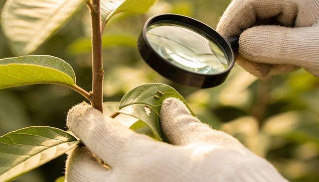 Inspecting leaf with magnifier and knit gloves spotting caterpillar larvae in nursery